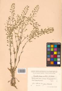 Capsella bursa-pastoris (L.) Medik., Siberia, Russian Far East (S6) (Russia)