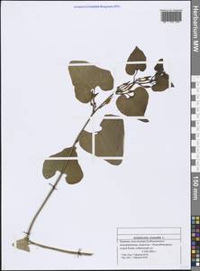 Aristolochia clematitis L., Eastern Europe, Middle Volga region (E8) (Russia)