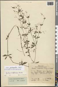 Galium triflorum Michx., Siberia, Russian Far East (S6) (Russia)