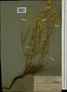 Ziziphora clinopodioides subsp. pseudodasyantha (Rech.f.) Rech.f., Caucasus, Armenia (K5) (Armenia)