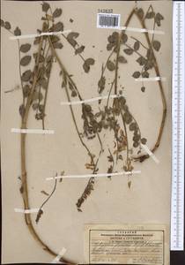 Hedysarum flavescens Regel & Schmalh., Middle Asia, Pamir & Pamiro-Alai (M2) (Kyrgyzstan)