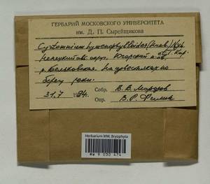 Cyrtomnium hymenophylloides (Huebener) T.J. Kop., Bryophytes, Bryophytes - European North East (B7) (Russia)