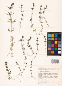 Galium spurium L., Eastern Europe, Lower Volga region (E9) (Russia)