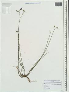 Linum austriacum subsp. squamulosum (Juz.), Crimea (KRYM) (Russia)