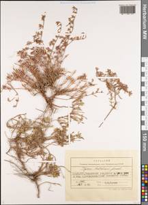 Thymus daghestanicus Klokov & Des.-Shost., Caucasus, Azerbaijan (K6) (Azerbaijan)