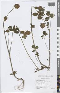 Trifolium pratense L., Eastern Europe, Central region (E4) (Russia)