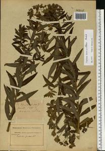 Euphorbia semivillosa (Prokh.) Krylov, Eastern Europe, North Ukrainian region (E11) (Ukraine)