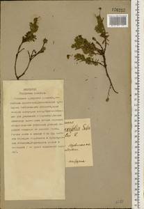 Phyllodoce caerulea (L.) Bab., Eastern Europe, Northern region (E1) (Russia)