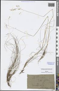 Avenella flexuosa (L.) Drejer, Eastern Europe, Moscow region (E4a) (Russia)