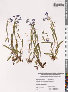 Myosotis asiatica (Vestergr. ex Hultén) Schischk. & Serg., Siberia, Chukotka & Kamchatka (S7) (Russia)
