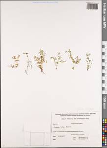 Galium trifidum subsp. trifidum, Siberia, Chukotka & Kamchatka (S7) (Russia)