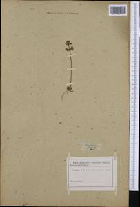 Lamium purpureum var. hybridum (Vill.) Vill., Western Europe (EUR) (Not classified)