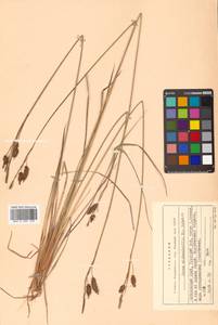 Carex middendorffii F.Schmidt, Siberia, Russian Far East (S6) (Russia)