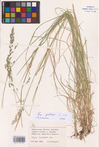 Poa pratensis L., Eastern Europe, Lower Volga region (E9) (Russia)