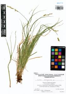 Carex elongata L., Siberia, Baikal & Transbaikal region (S4) (Russia)