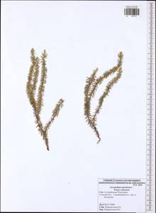 Spinulum annotinum subsp. annotinum, Eastern Europe, Central region (E4) (Russia)