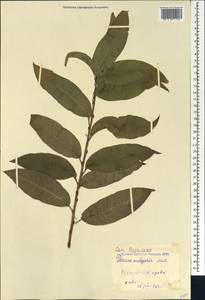 Prunus persica (L.) Stokes, Caucasus, Georgia (K4) (Georgia)