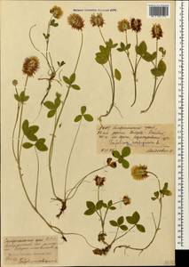 Trifolium ambiguum M.Bieb., Caucasus, Stavropol Krai, Karachay-Cherkessia & Kabardino-Balkaria (K1b) (Russia)