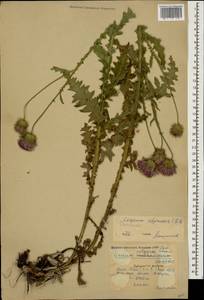 Carduus adpressus C. A. Mey., Caucasus, Krasnodar Krai & Adygea (K1a) (Russia)