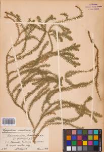 Spinulum annotinum subsp. annotinum, Eastern Europe (no precise locality) (E0)