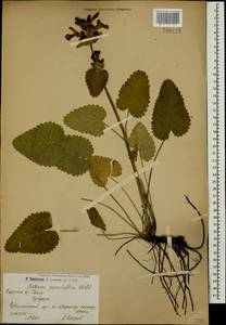 Betonica macrantha K.Koch, Caucasus, Armenia (K5) (Armenia)
