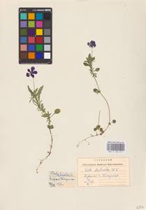 Viola declinata Waldst. & Kit., Eastern Europe, West Ukrainian region (E13) (Ukraine)