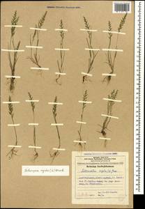 Catapodium rigidum (L.) C.E.Hubb., Caucasus, Azerbaijan (K6) (Azerbaijan)