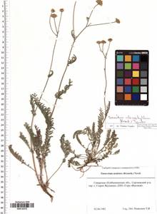 Tanacetum kittaryanum subsp. sclerophyllum (Krasch.) Tzvelev, Eastern Europe, Middle Volga region (E8) (Russia)