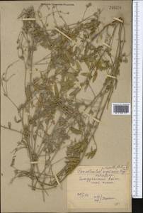Convolvulus pilosellifolius Desr., Middle Asia, Syr-Darian deserts & Kyzylkum (M7) (Uzbekistan)