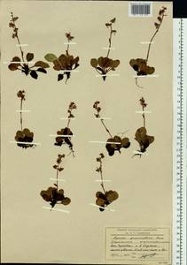 Pyrola grandiflora Radius, Siberia, Chukotka & Kamchatka (S7) (Russia)