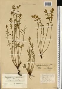Euphorbia seguieriana Neck., Eastern Europe, South Ukrainian region (E12) (Ukraine)