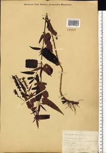 Veronica longifolia L., Siberia, Western (Kazakhstan) Altai Mountains (S2a) (Kazakhstan)