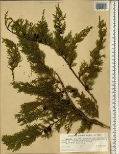 Juniperus procera Hochst. ex Endl., Africa (AFR) (Ethiopia)