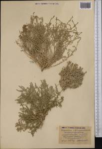 Salsola, Middle Asia, Pamir & Pamiro-Alai (M2) (Tajikistan)