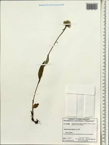 Saussurea alpina (L.) DC., Siberia, Central Siberia (S3) (Russia)