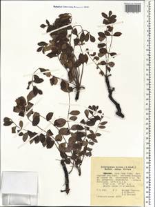 Sclerocarya birrea, Africa (AFR) (Ethiopia)
