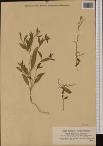 Strigosella africana (L.) Botsch., Western Europe (EUR) (Hungary)