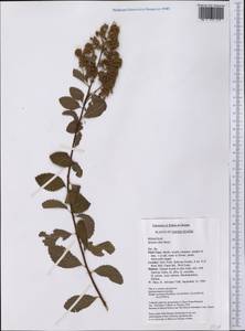 Spiraea alba, America (AMER) (United States)