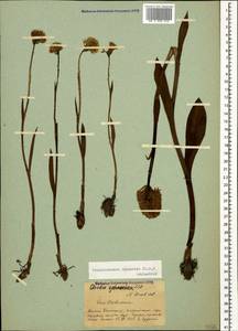 Traunsteinera sphaerica (M.Bieb.) Schltr., Caucasus, Stavropol Krai, Karachay-Cherkessia & Kabardino-Balkaria (K1b) (Russia)