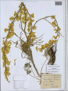 Delphinium semibarbatum Bien. ex Boiss., Middle Asia, Karakum (M6) (Turkmenistan)