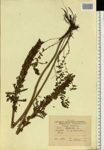 Pedicularis kaufmannii Pinzger, Eastern Europe, North Ukrainian region (E11) (Ukraine)