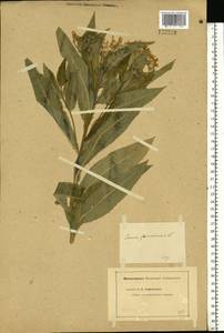 Senecio sarracenicus L., Eastern Europe, Middle Volga region (E8) (Russia)