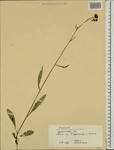 Hieracium laevigatum Willd., Eastern Europe, Northern region (E1) (Russia)