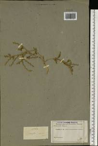 Euclidium syriacum (L.) W.T.Aiton, Eastern Europe, Lower Volga region (E9) (Russia)