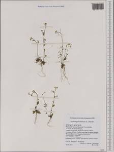 Arabidopsis thaliana (L.) Heynh., Western Europe (EUR) (Poland)