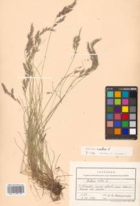 Festuca rubra L., Siberia, Russian Far East (S6) (Russia)