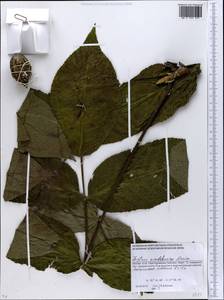 Juglans mandshurica Maxim., Eastern Europe, Moscow region (E4a) (Russia)