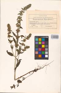 MHA 0 155 935, Dracocephalum thymiflorum L., Eastern Europe, Central forest-and-steppe region (E6) (Russia)