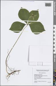 Paris quadrifolia L., Eastern Europe, Central region (E4) (Russia)