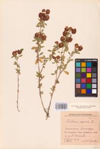 Trifolium aureum Pollich, Eastern Europe, North-Western region (E2) (Russia)